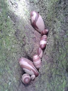 Shiva Lingam available at We Rock Rocks, Tampa Fl
